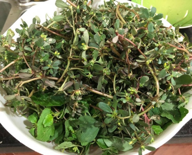 Loài rau dại mọc đầy ở Việt Nam mang sang nước ngoài trở thành 'thần dược', được gọi là rau trường thọ