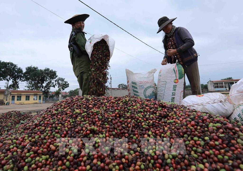 Làm gì để tăng chất lượng cho cà phê, hạt tiêu đáp ứng tốt thị trường xuất khẩu?