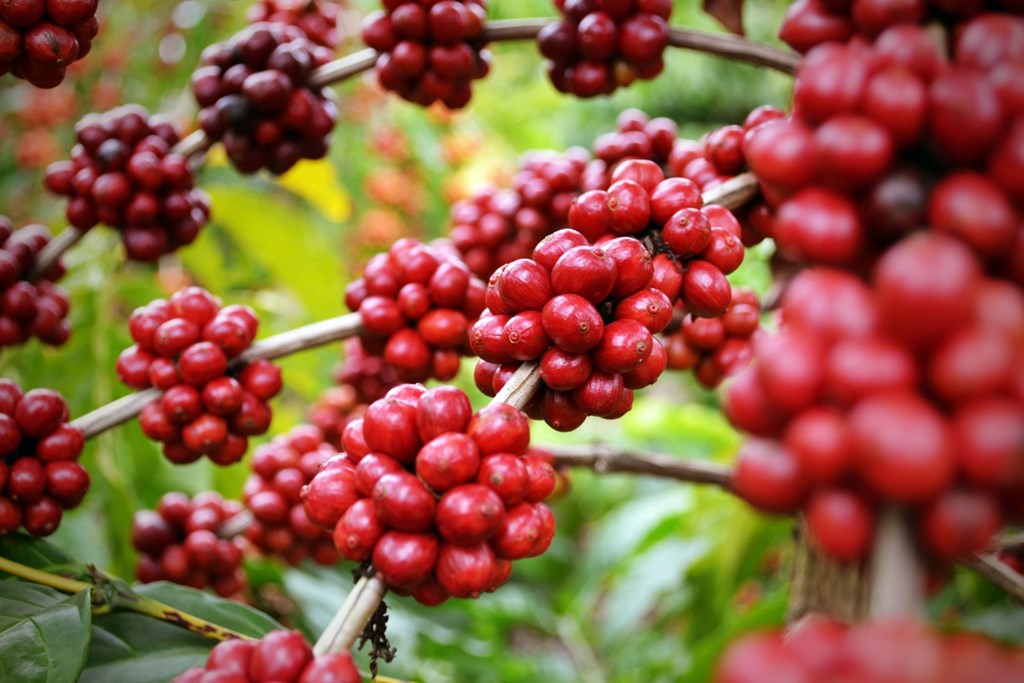 Nhiều dư địa cho cà phê Việt Nam xuất khẩu vào Algeria