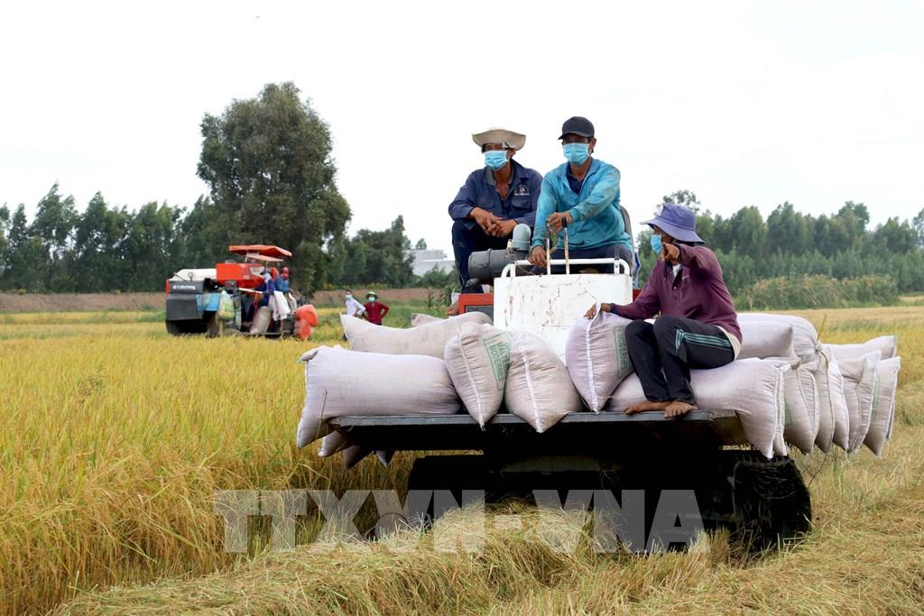 Hơn 55.100 tấn gạo Việt Nam sẽ hưởng thuế suất 5% khi xuất sang Hàn Quốc