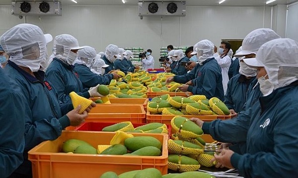 Văn phòng SPS Việt Nam đề nghị phối hợp gỡ khó cho doanh nghiệp xuất khẩu nông sản sang Trung Quốc