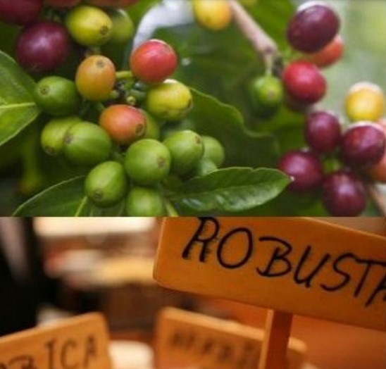 Tận dụng cơ hội từ UKVFTA để thúc đẩy xuất khẩu cà phê Việt sang thị trường Anh