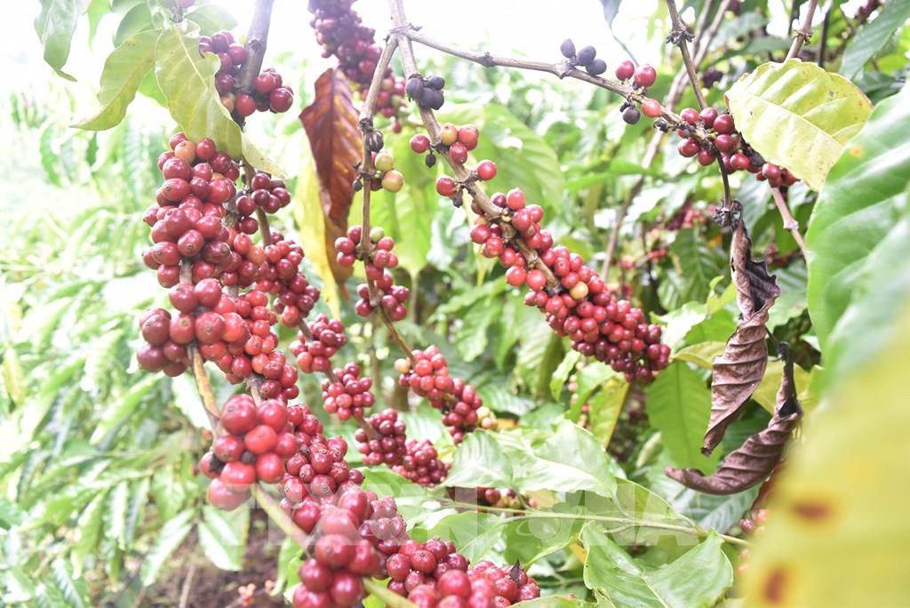 Nhật Bản tăng nhập khẩu cà phê từ thị trường Việt Nam