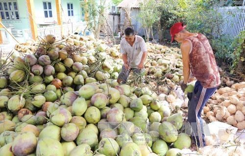 Tìm hướng mở rộng thị trường xuất khẩu sản phẩm dừa