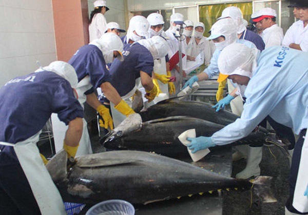 Doanh nghiệp cá ngừ gặp khó về quy tắc xuất xứ hàng hoá