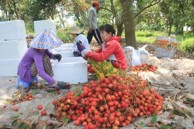 EU đưa 9 cảnh báo với rau quả xuất khẩu của Việt Nam