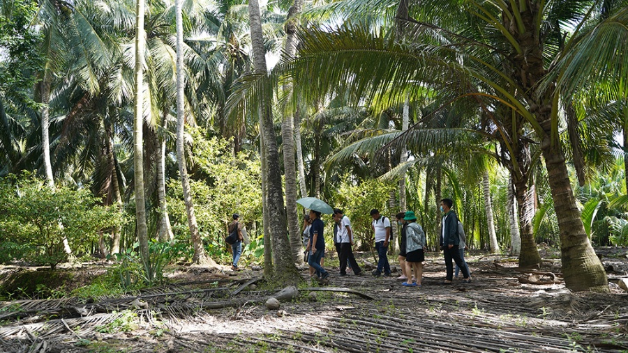 Khởi động dự án thương mại sinh học vùng cho ngành dừa Việt Nam