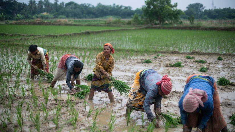 Nomura: Việt Nam có thể hưởng lợi từ lệnh cấm xuất khẩu gạo của Ấn Độ