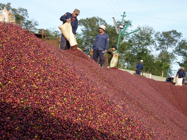 Xuất khẩu cà phê chính thức vượt qua mốc 3 tỷ USD