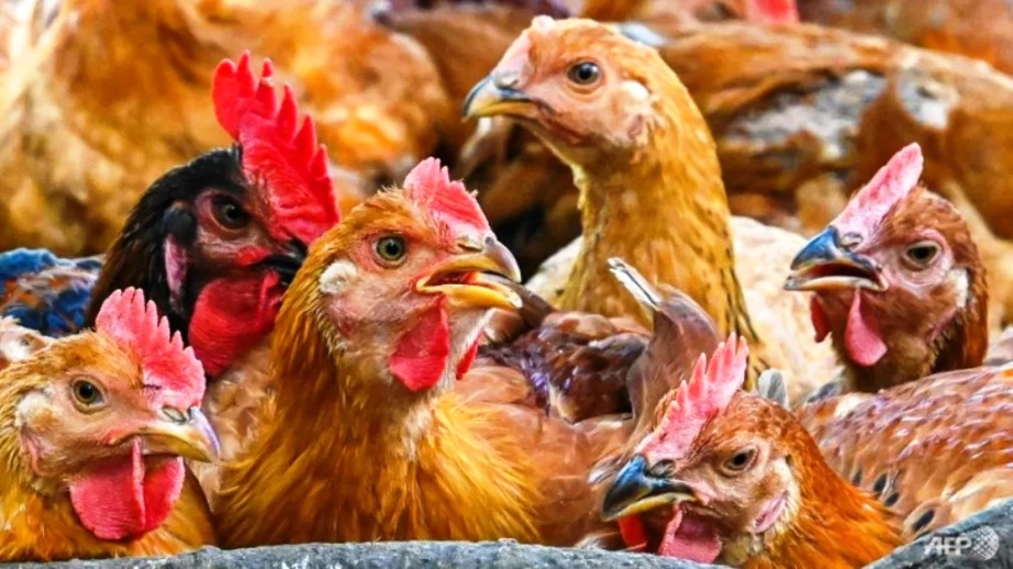 Malaysia dỡ bỏ lệnh cấm xuất khẩu thịt gà từ 11/10