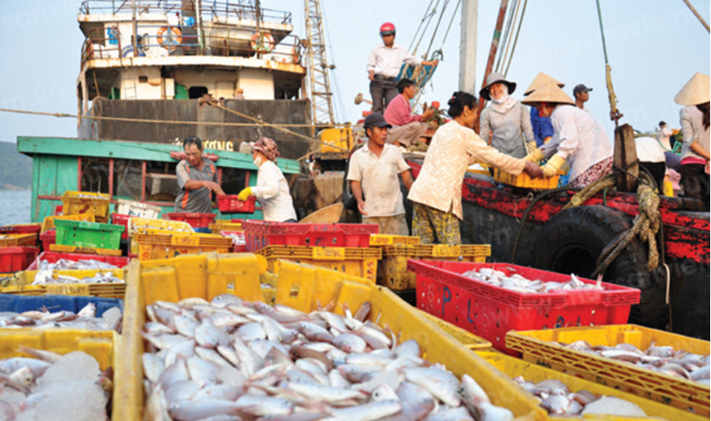 Chưa gỡ được “thẻ vàng”, xuất khẩu hải sản sang EU ngày càng mờ nhạt