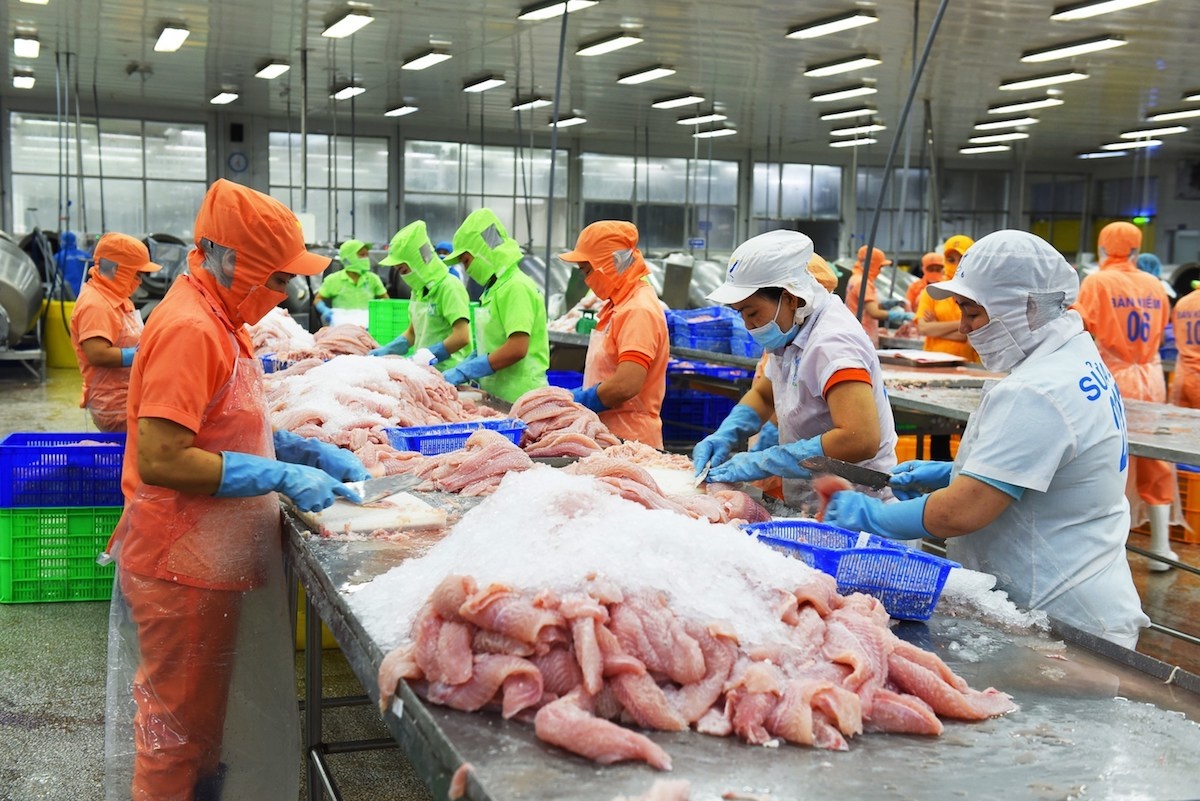 160 doanh nghiệp xuất khẩu cá tra sang Trung Quốc đem về hơn 700 triệu USD