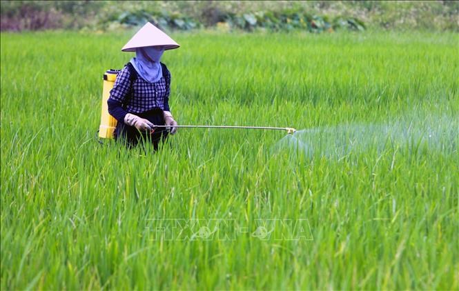 EC siết chặt kiểm tra dư lượng thuốc trừ sâu trong phở, bún từ Việt Nam
