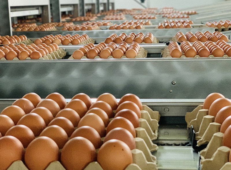Công bố hạn ngạch thuế quan nhập khẩu muối, trứng gia cầm năm 2023