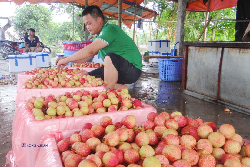 Chi phí logistics cao khiến nông sản Việt khó cạnh tranh