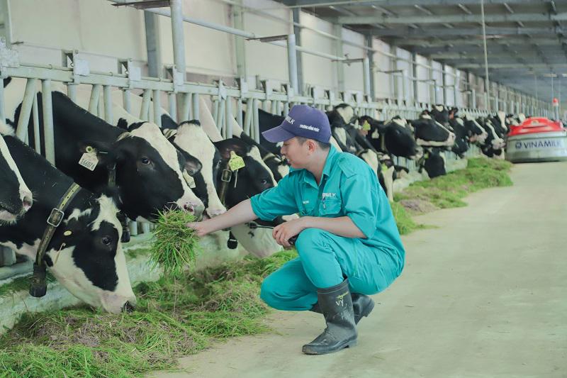 Israel bãi bỏ thuế nhập khẩu đối với mặt hàng sữa, cơ hội đẩy mạnh xuất khẩu cho Việt Nam